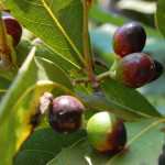 Olives-in-a-tree764